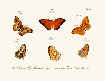 Mariposas de German School