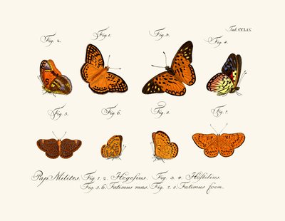 Mariposas de German School