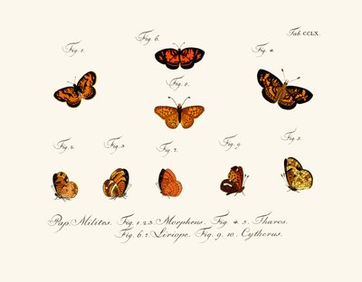 Mariposas de German School