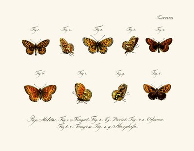 Mariposas de German School