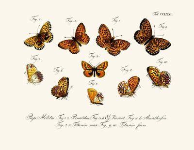 Mariposas de German School