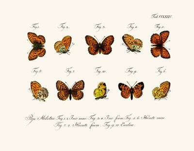Mariposas de German School