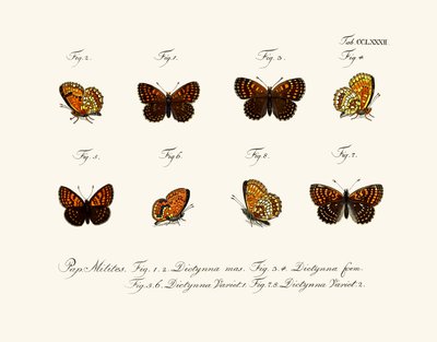 Mariposas de German School
