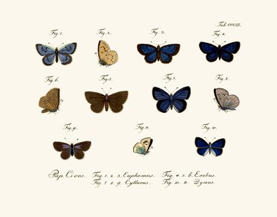 Mariposas de German School