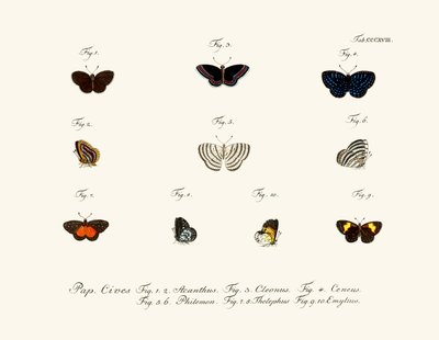 Mariposas de German School