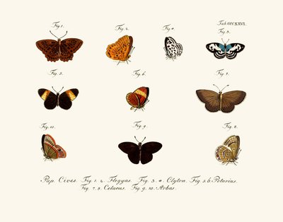 Mariposas de German School