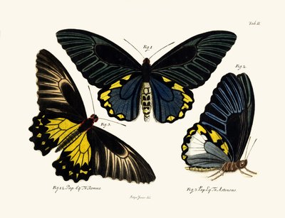 Mariposas de German School