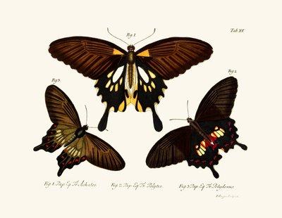 Mariposas de German School