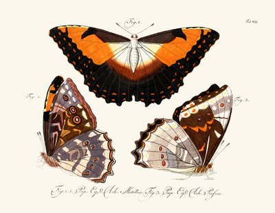 Mariposas de German School