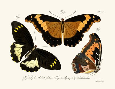 Mariposas de German School