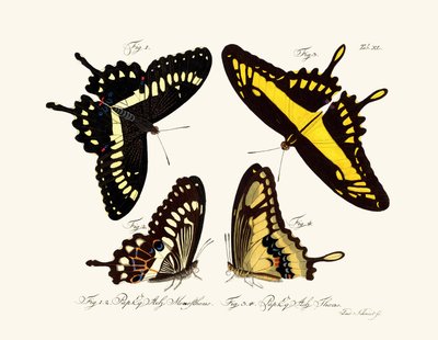 Mariposas de German School