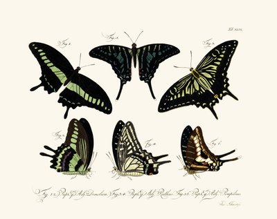 Mariposas de German School