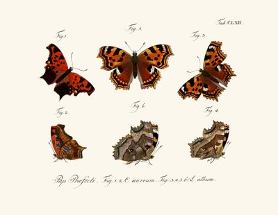 Mariposas, 1783-1806 de German School