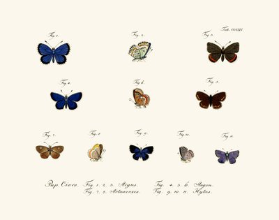 Mariposas, 1783-1806 de German School