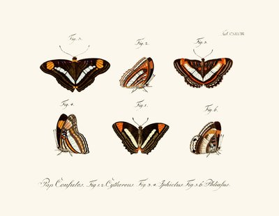 Mariposas, 1783-1806 de German School
