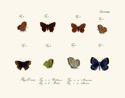 Mariposas, 1783-1806 de German School