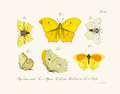 Mariposas, 1783-1806 de German School