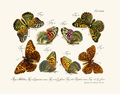 Mariposas, 1783-1806 de German School