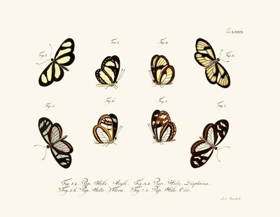 Mariposas, 1783-1806 de German School