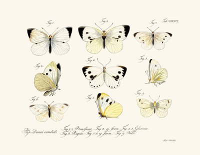 Mariposas, 1783-1806 de German School