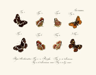 Mariposas, 1783-1806 de German School