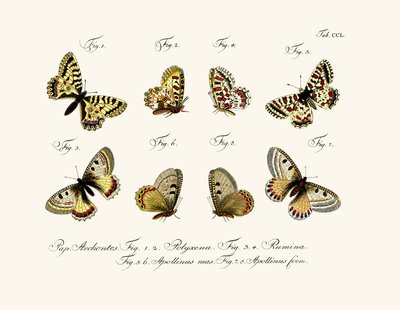 Mariposas, 1783-1806 de German School