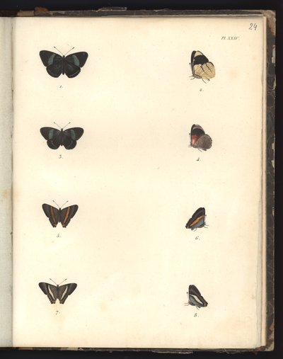 Mariposas, Pl. XXIV, ilustración de Recueil d