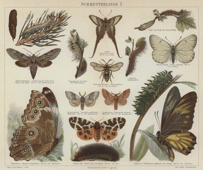 Mariposas y polillas de German School