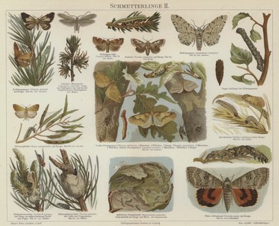Mariposas y polillas de German School