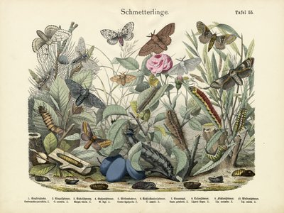 Mariposas, c.1860 de German School