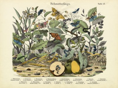 Mariposas, c.1860 de German School