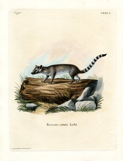Cacomistle de German School