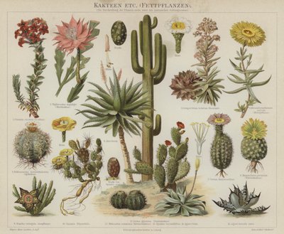 Cactus y suculentas de German School