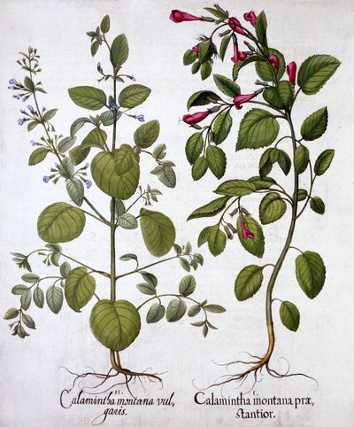 Calamintas, de Hortus Eystettensis, por Basil Besler, pub. 1613 de German School