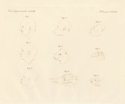 Ángulos faciales de Camper de German School