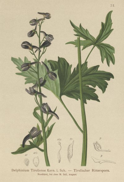 Espuela de caballero (Delphinium elatum, Delphinium tiroliense) de German School