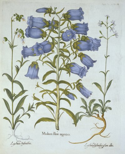Campanillas de Canterbury, Silene vulgaris, Silene nutans, de Hortus Eystettensis, por Basil Besler (1561-1629), pub. 1613 de German School