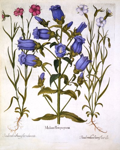 Campanillas de Canterbury y Gachas de Maíz, de Hortus Eystettensis, por Basil Besler, pub. 1613 de German School