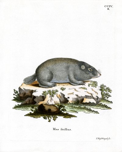 Rata Topo de Duna del Cabo de German School