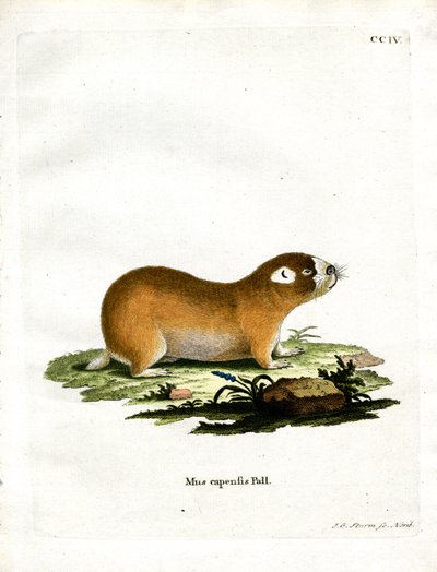 Rata Topo del Cabo de German School