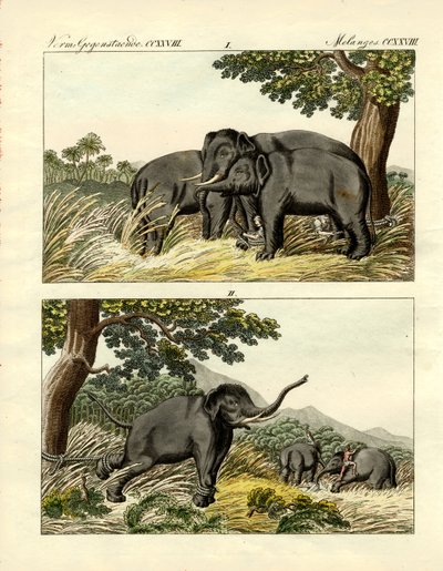Captura de elefantes con elefante señuelo de German School