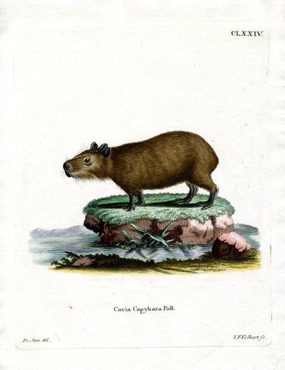 Capibara de German School
