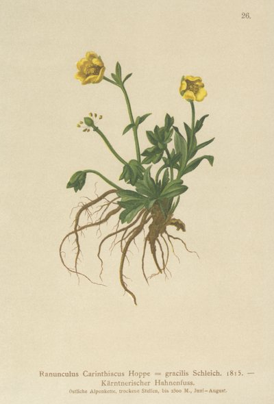 Ranúnculo de Carintia (Ranunculus Carinthiacus, Ranunculus gracilis) de German School