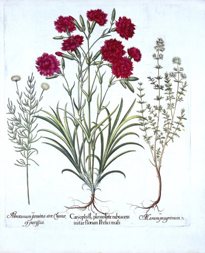 Clavel, tomillo de gato y lavanda común, de Hortus Eystettensis, por Basil Besler, pub. 1613 de German School