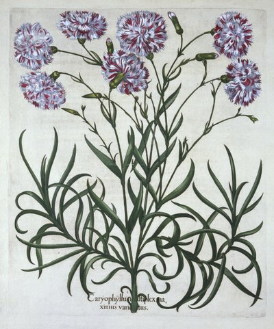 Clavel, de Hortus Eystettensis, por Basil Besler (1561-1629), pub. 1613 de German School