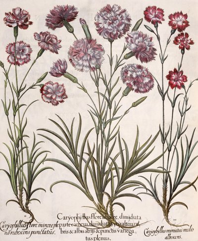Claveles: 1.Caryophyllus flore majore; 2. Caryophyllus flore minor pleno rubescens punctatus; 3.Caryophyllus miniatus medis albescens, del Hortus Eystettensis por Basil Besler (1561-1629), pub. 1613 de German School