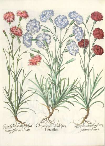Claveles: 1.Caryophyllus multiplex flore albo; 2.Caryophyllus multiplex laciniosus flore incarnato; 3.Caryophyllus multiplex flore purpureo rubescente, del Hortus Eystettensis por Basil Besler de German School