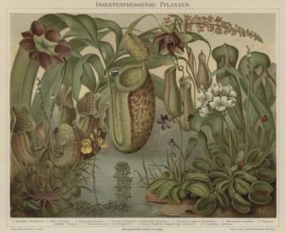 Plantas carnívoras de German School