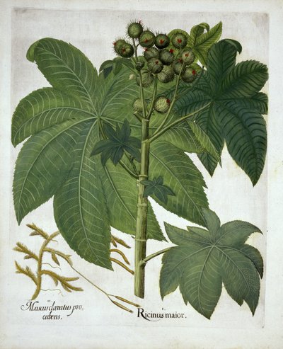 Planta de ricino, de Hortus Eystettensis, por Basil Besler, pub. 1613 de German School