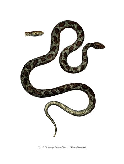 Serpiente gato (litografía en color) de German School